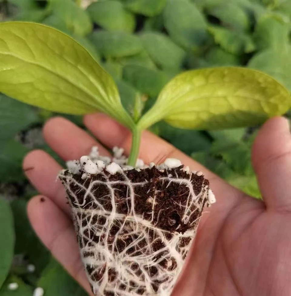 One Seed Per Cell Nursery Seedling Line best
